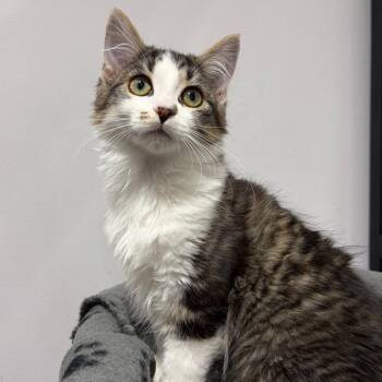 Goldfinger -  Domestic Medium Hair Cat for Adoption in Puslinch, Ontario - Goldfinger | PetCurious