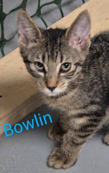 Tabby and Domestic Short Hair Cats Available for Adoption in Las Cruces, New Mexico - Bowlin | PetCurious