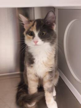 Jasmine -  Domestic Medium Hair Cat for Adoption in Mesquite, Nevada - Jasmine | PetCurious
