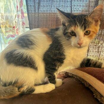 Sasha -  Domestic Short Hair Cat for Adoption in Evansville, Indiana - Sasha | PetCurious