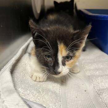 Bellatrix -  Domestic Short Hair Cat Available for Adoption in Sonoma, California - Bellatrix | PetCurious