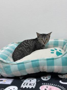 Lisa -  Tabby Cat for Adoption in Newberg, Oregon - Lisa | PetCurious