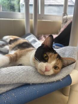 Dandelion -  Domestic Short Hair Cat for Adoption in Kalamazoo, Michigan - Dandelion | PetCurious