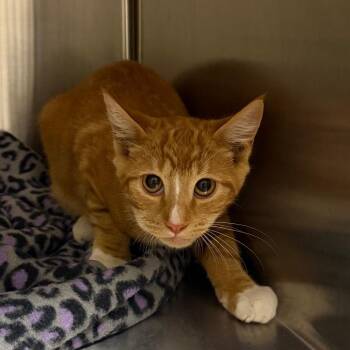 London -  Domestic Short Hair Cat for Adoption in Cody, Wyoming - London | PetCurious