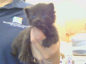 NALA -  Domestic Short Hair Cat for Adoption in Sacramento, California - NALA | PetCurious