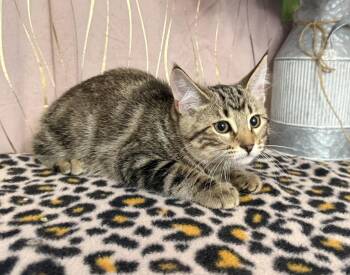 Tabby Cats Available for Adoption in Long Beach, Mississippi - Puddin | PetCurious