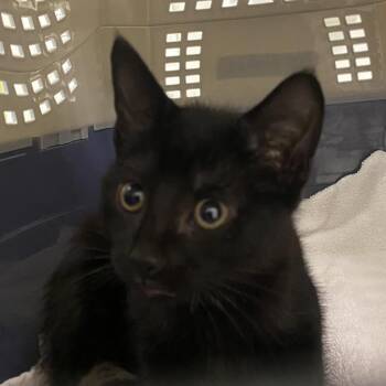 Kibby Cat -  Domestic Short Hair Cat for Adoption in Charleston, West Virginia - Kibby Cat | PetCurious