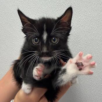 Thumber -  Domestic Medium Hair Cat Available for Adoption in Sunnyvale, California - Thumber | PetCurious