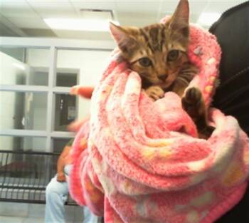 SAMSUNG -  Domestic Short Hair Cat for Adoption in Charlotte, North Carolina - SAMSUNG | PetCurious