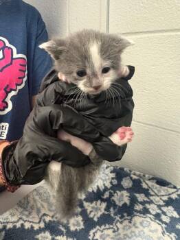 Gangle -  Domestic Short Hair Cat for Adoption in Cincinnati, Ohio - Gangle | PetCurious