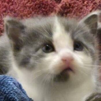 Rescue Domestic Short Hair Cats for Adoption in Eureka Springs, Arkansas - Wrench | PetCurious