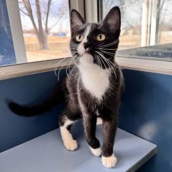 Domestic Short Hair Cats Available for Adoption - Peggy | PetCurious