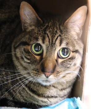 Luna -  Domestic Short Hair Cat for Adoption in Sioux City, Iowa - Luna | PetCurious