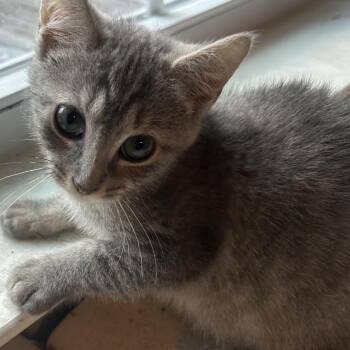 Neptune -  Domestic Short Hair Cat for Adoption in Winston-salem, North Carolina - Neptune | PetCurious