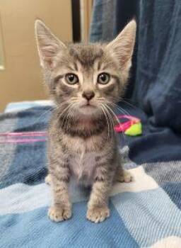 Judas -  Domestic Short Hair Cat Available for Adoption in Bucyrus, Ohio - Judas | PetCurious