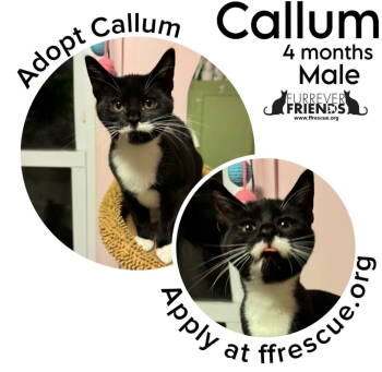 Rescue Domestic Short Hair Cats for Adoption in Woodbury, New Jersey - Callum | PetCurious