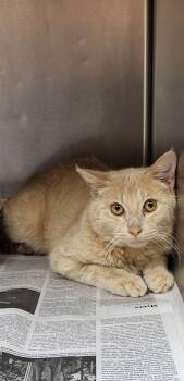 Domestic Short Hair Cats Available for Adoption in Marion, Mississippi - Gomez | PetCurious