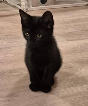 Leo -  Domestic Short Hair Cat for Adoption in South Bend, Indiana - Leo | PetCurious