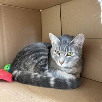 Kedley -  Domestic Short Hair Cat for Adoption in Des Moines, Iowa - Kedley | PetCurious