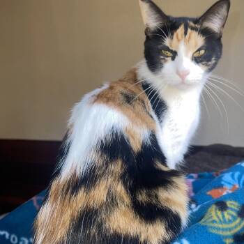 Calico Cats Available for Adoption - Bellamisia | PetCurious