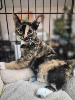 Gelly -  Domestic Short Hair Cat for Adoption in Melville, New York - Gelly | PetCurious