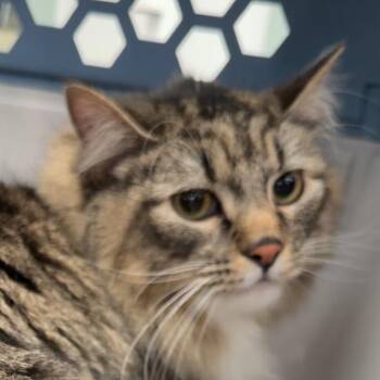 Ava -  Domestic Long Hair Cat for Adoption in Lakewood, Colorado - Ava | PetCurious