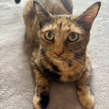 Rescue Domestic Short Hair Cats for Adoption in Los Angeles, California - Sandy Cheeks | PetCurious
