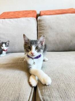 Flower -  Domestic Short Hair Cat for Adoption in Houston, Texas - Flower | PetCurious