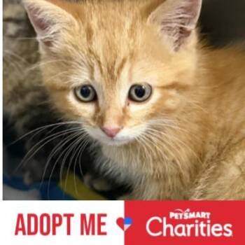 Domestic Medium Hair Cats Available for Adoption in Falls Church, Virginia - Azreal | PetCurious