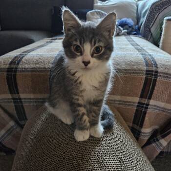 Domestic Short Hair Cats Available for Adoption - Apollo | PetCurious