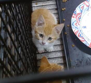 YODA -  Domestic Short Hair Cat for Adoption in Louisville, Kentucky - YODA | PetCurious
