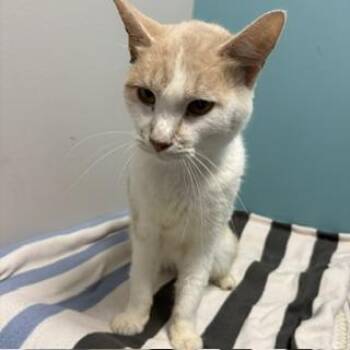 Harry -  Domestic Short Hair Cat for Adoption in Janesville, Wisconsin - Harry | PetCurious