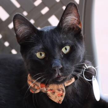 Astolfo -  Domestic Short Hair Cat for Adoption in Tucson, Arizona - Astolfo | PetCurious