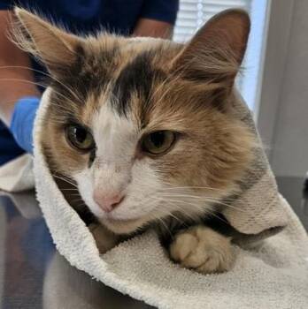 Beth -  Domestic Medium Hair and Domestic Short Hair Cat for Adoption in Lafayette, Indiana - Beth | PetCurious