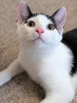 Buster -  Domestic Short Hair Cat for Adoption in Woodstock, Illinois - Buster | PetCurious