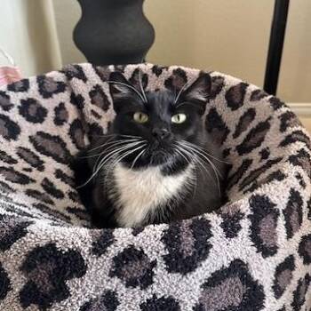 Rescue Domestic Short Hair Cats for Adoption in Los Angeles, California - Winnie | PetCurious
