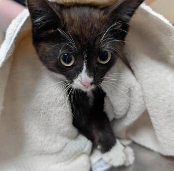 Soup -  Domestic Short Hair Cat for Adoption in Seattle, Washington - Soup | PetCurious