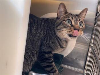 Domestic Short Hair Cats Available for Adoption in Colorado Springs, Colorado - WORKMAN | PetCurious