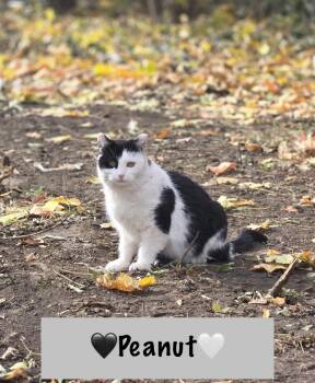Rescue Domestic Medium Hair Cats for Adoption in Copley, Ohio - Peanut | PetCurious