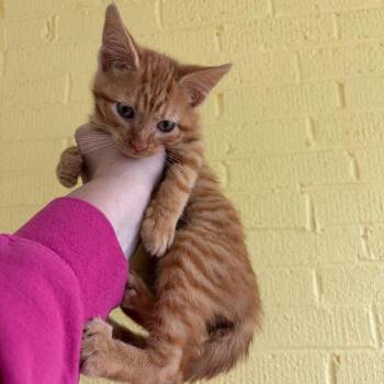 Mungo -  Domestic Short Hair Cat for Adoption in Granville, Ohio - Mungo | PetCurious