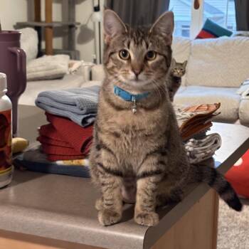 Domestic Short Hair Cats Available for Adoption in Everettville, West Virginia - Pork And Beef | PetCurious