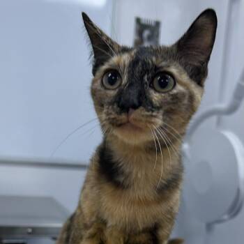 Giselle -  American Shorthair Cat for Adoption in Bethel, Connecticut - Giselle | PetCurious