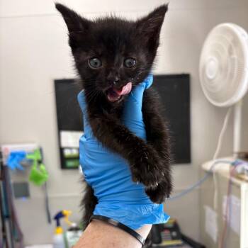 Knight -  Domestic Short Hair Cat for Adoption in Columbiana, Alabama - Knight | PetCurious