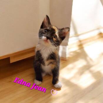 Edna Jean -  Domestic Short Hair Cat for Adoption in Pomona, New York - Edna Jean | PetCurious