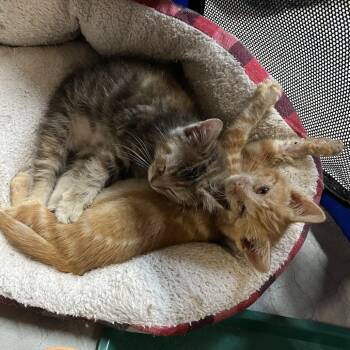 Louie -  Domestic Short Hair Cat for Adoption in Washington, District Of Columbia - Louie | PetCurious