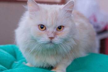 Persian Cats Available for Adoption in Wolcott, Connecticut - Vanilla | PetCurious