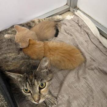 Ty -  Domestic Short Hair Cat Available for Adoption - Ty | PetCurious