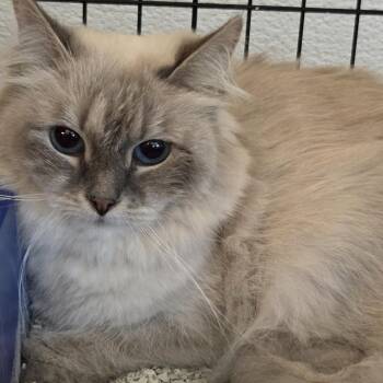 Ragdoll Cats Available for Adoption in Boca Raton, Florida - Primrose 2414 | PetCurious