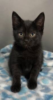 Taylor -  Domestic Short Hair Cat for Adoption in Columbia, Tennessee - Taylor | PetCurious