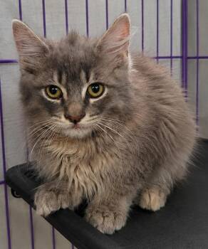 Kitten Lantern -  Domestic Medium Hair Cat for Adoption in Cuyahoga Falls, Ohio - Kitten Lantern | PetCurious